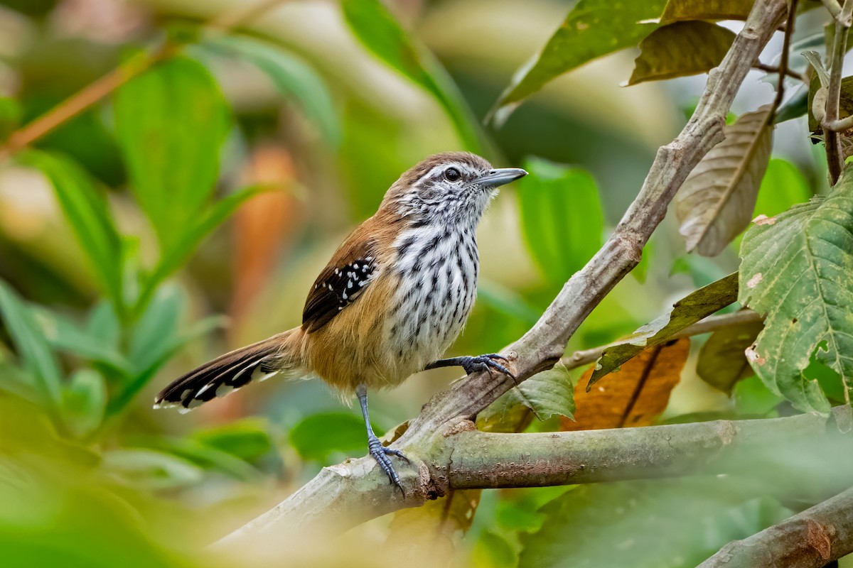 Rusty-backed Antwren - ML659297084
