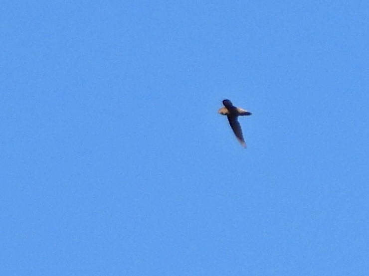 Gray-rumped Swift - ML659297091