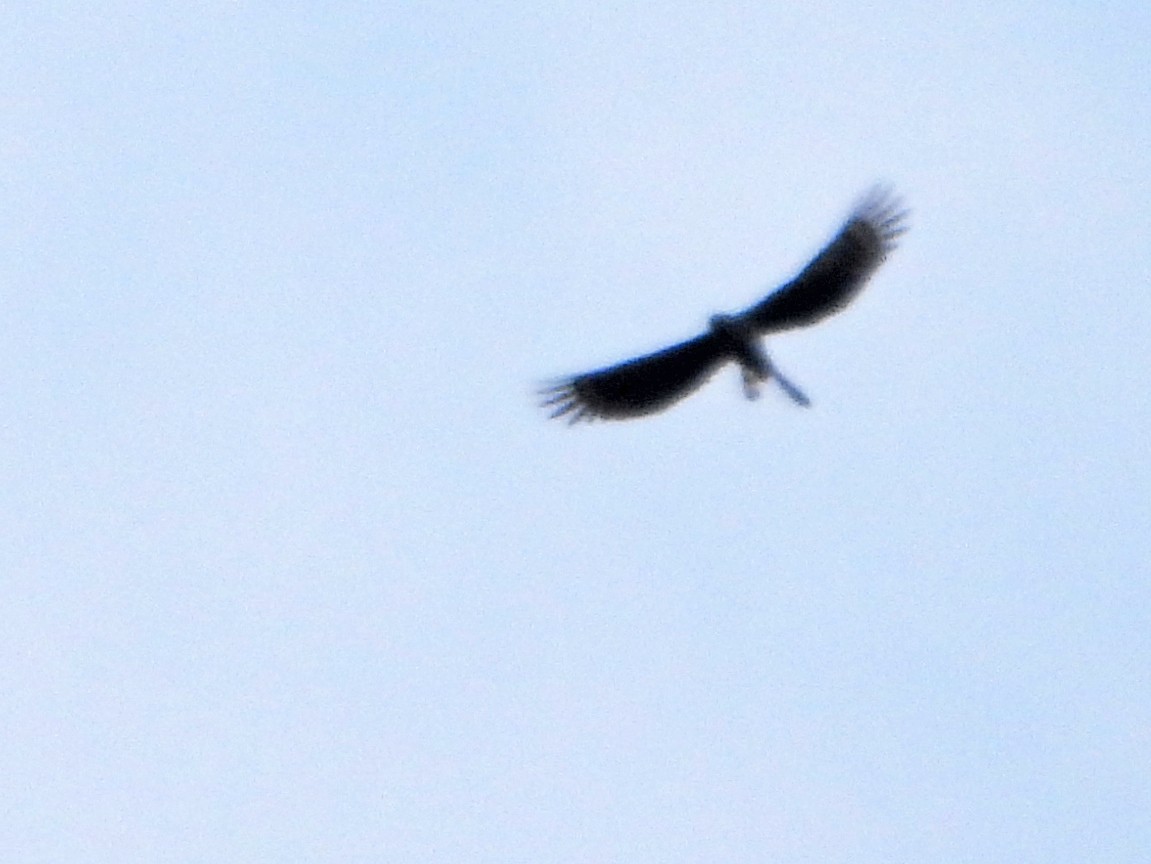 Crane Hawk - ML659297179