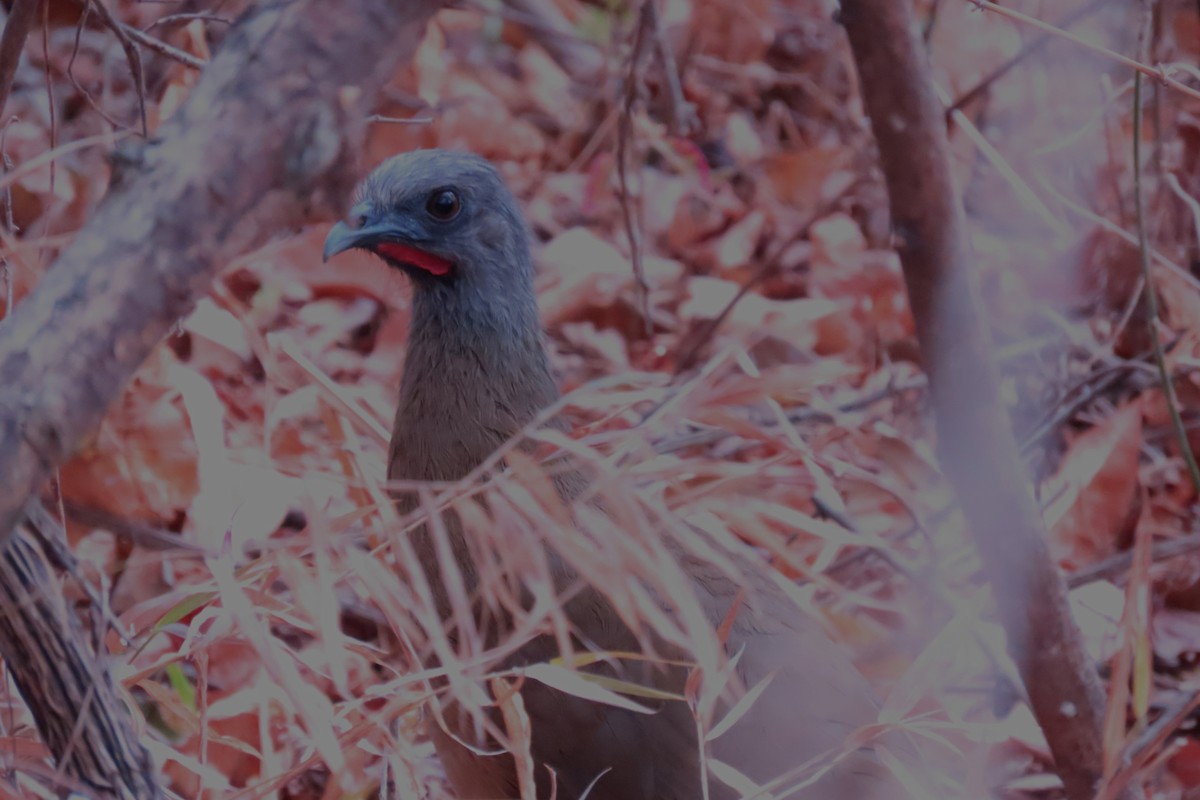 Plain Chachalaca - ML659297869