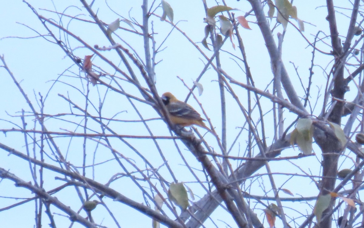 Orchard Oriole - ML659297894