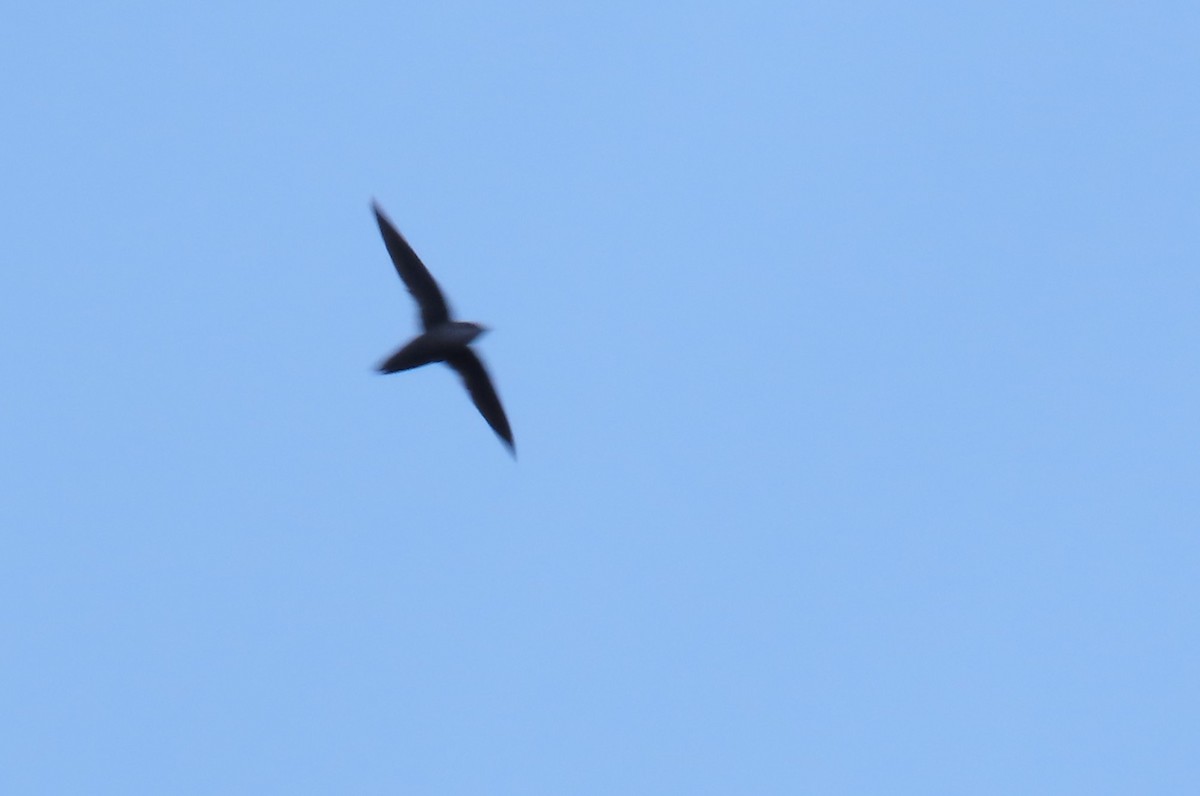 Chimney Swift - ML659297944
