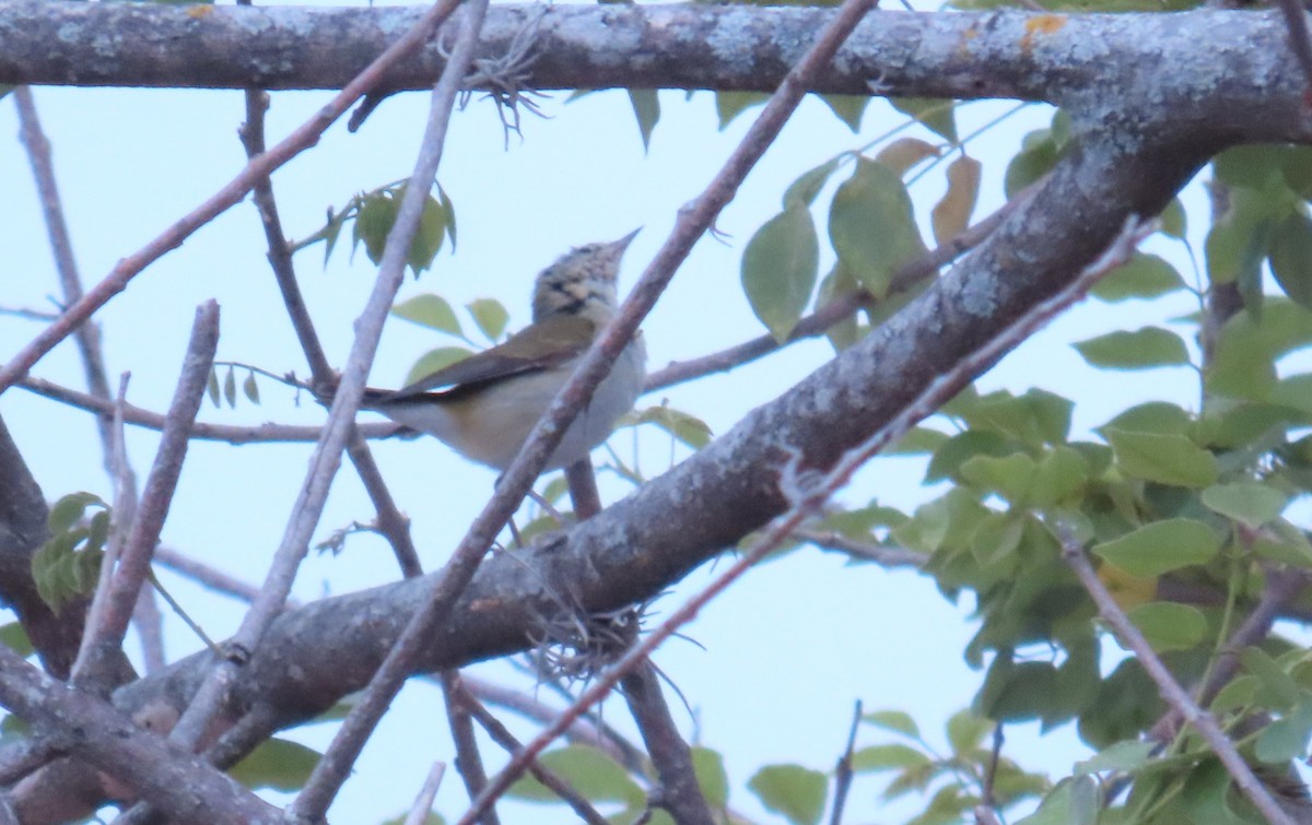 Tennessee Warbler - ML659298032
