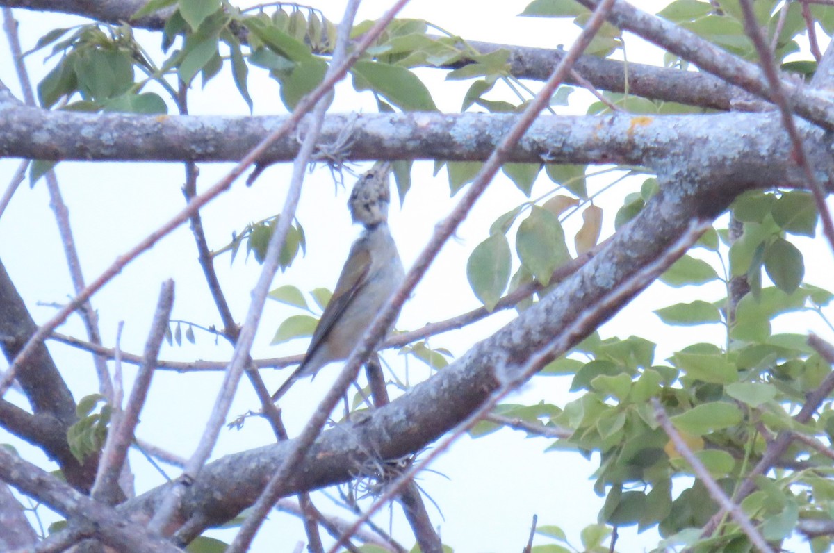 Tennessee Warbler - ML659298033