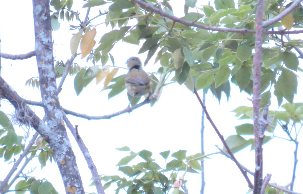 Tennessee Warbler - ML659298034