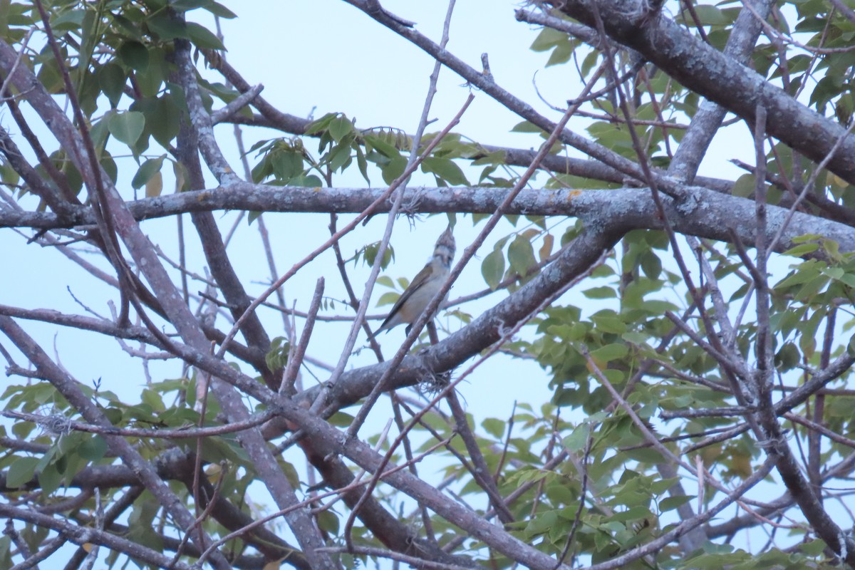 Tennessee Warbler - ML659298035