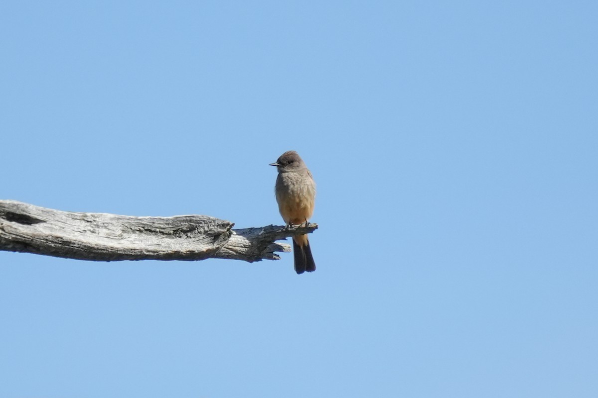 Say's Phoebe - ML659298562