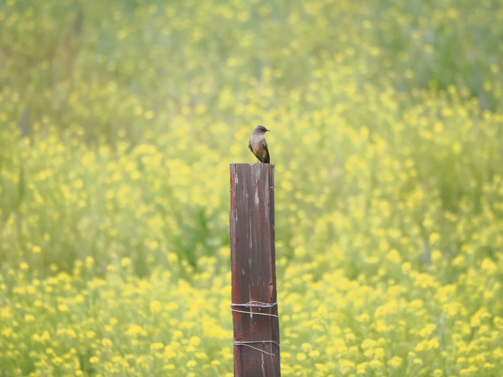 Say's Phoebe - ML659298576