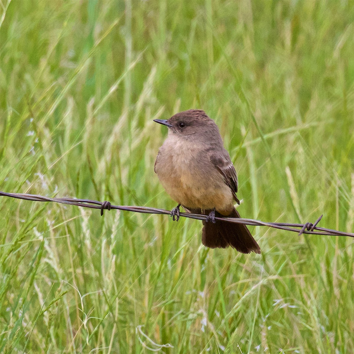 Say's Phoebe - ML659298739