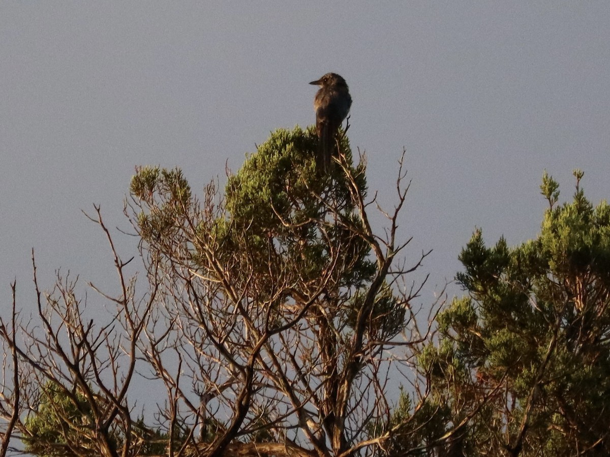 Woodhouse's Scrub-Jay - ML659298828