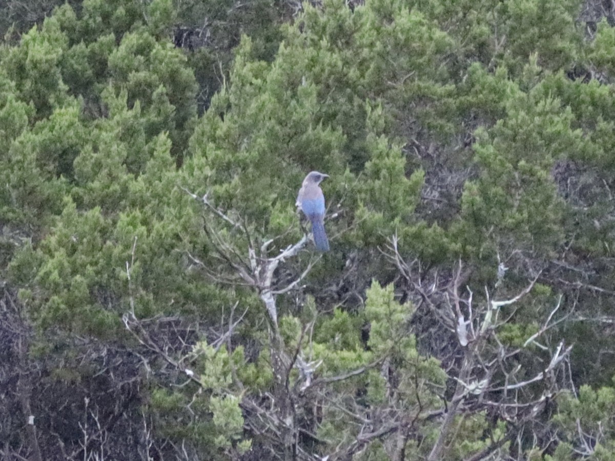 Woodhouse's Scrub-Jay - ML659298829