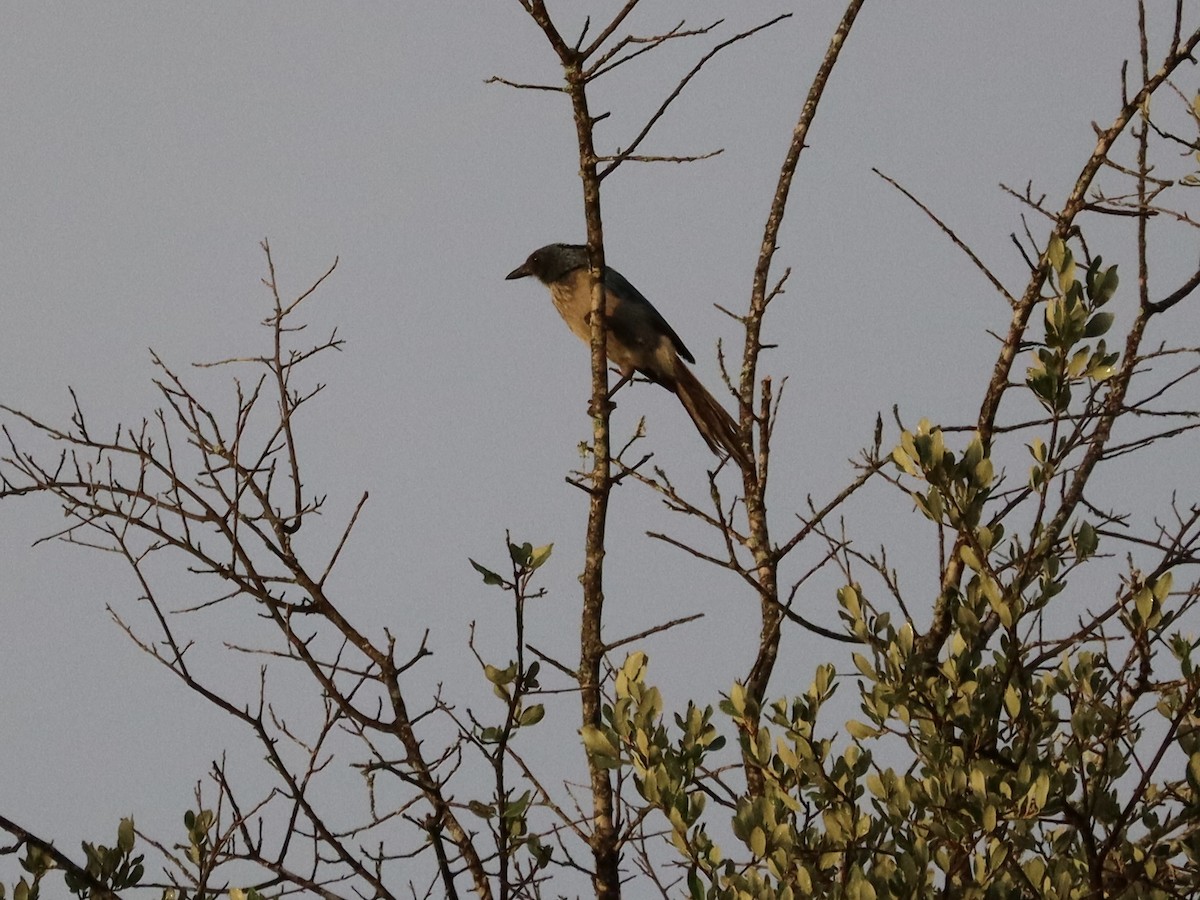 Woodhouse's Scrub-Jay - ML659298830