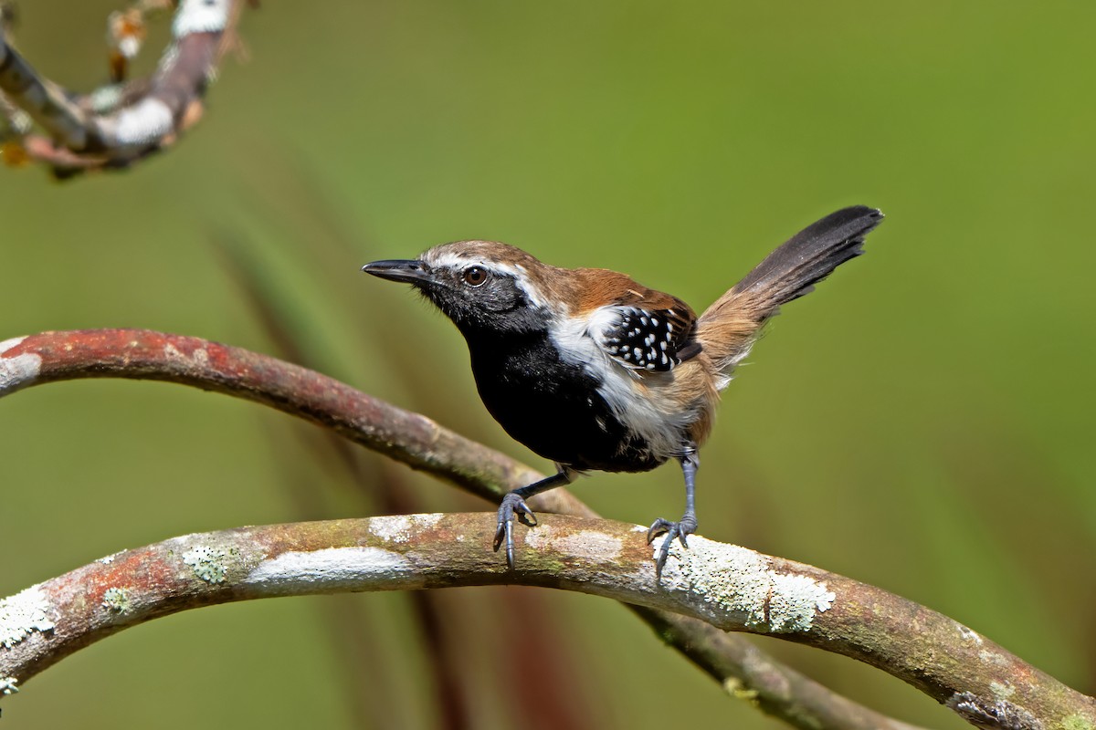 Rusty-backed Antwren - ML659299083