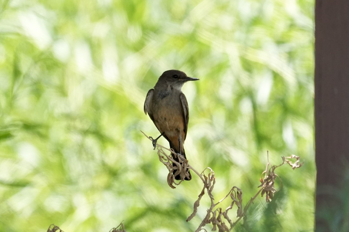 Say's Phoebe - ML659299149