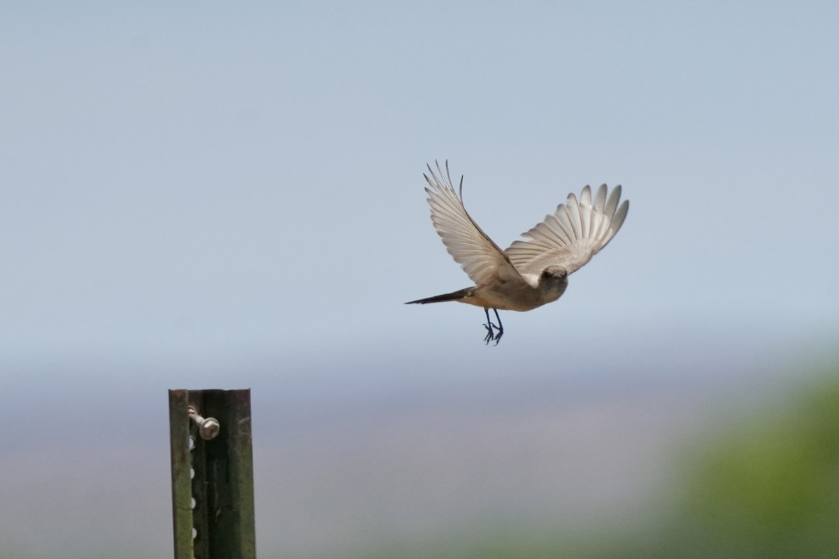 Say's Phoebe - ML659299150