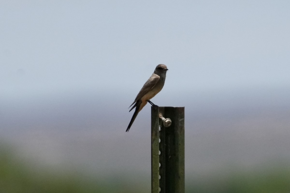Say's Phoebe - ML659299151