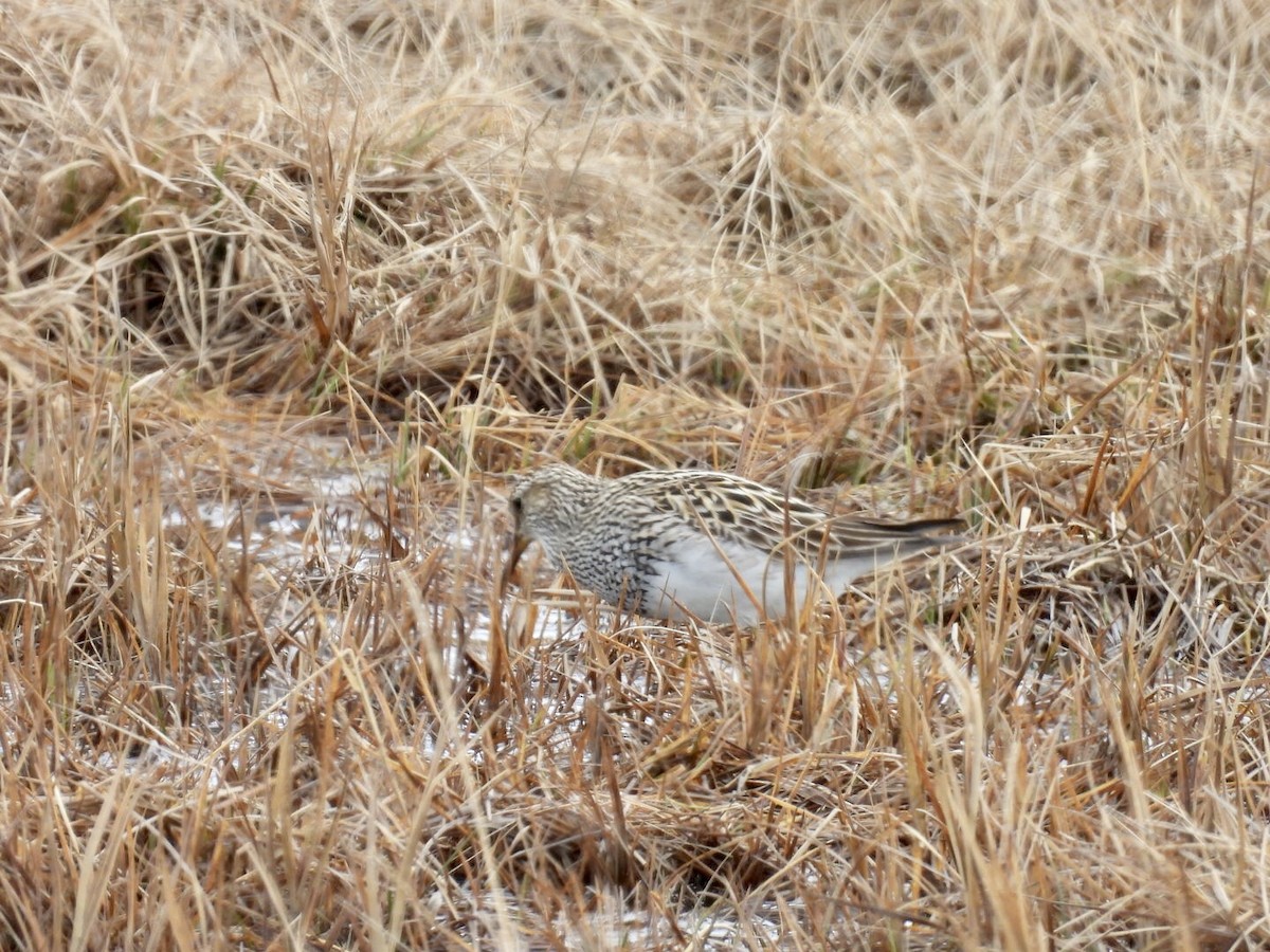 Pectoral Sandpiper - ML659299315