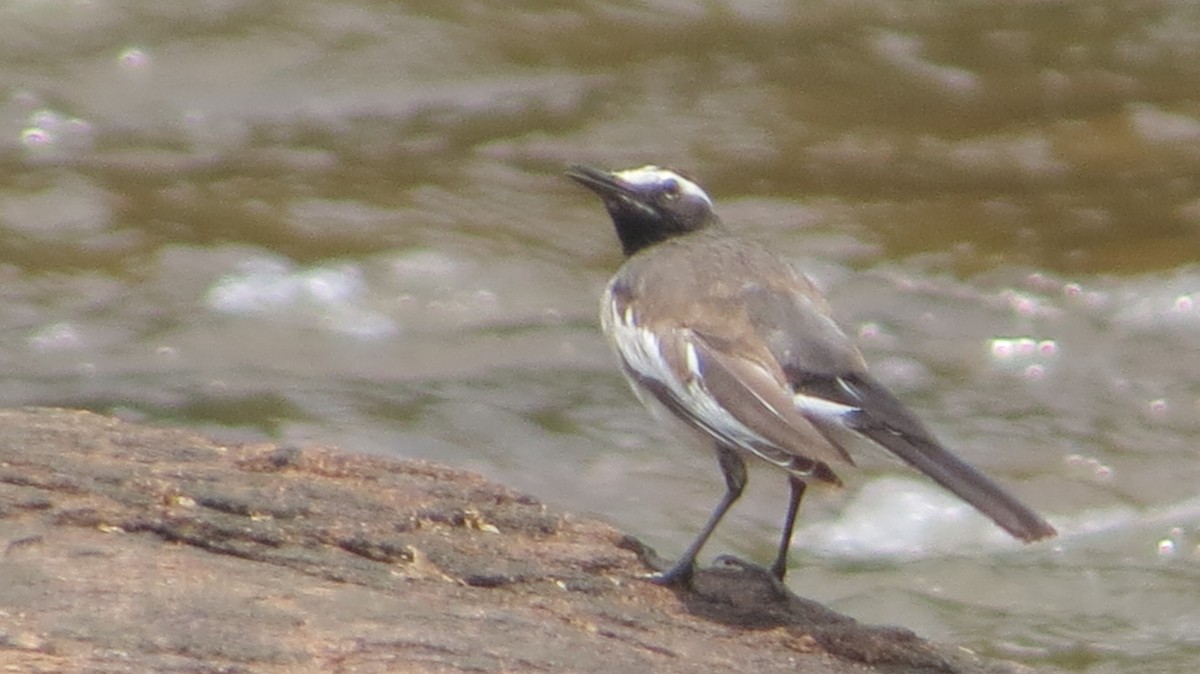 White-browed Wagtail - ML65929941