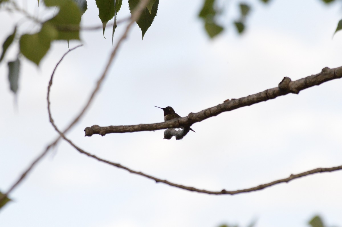 Ruby-throated Hummingbird - ML659299460