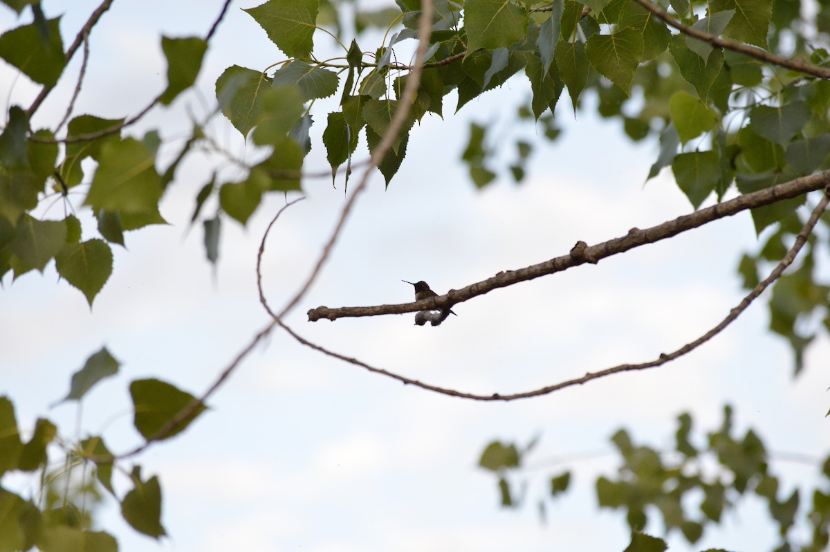 Ruby-throated Hummingbird - ML659299466