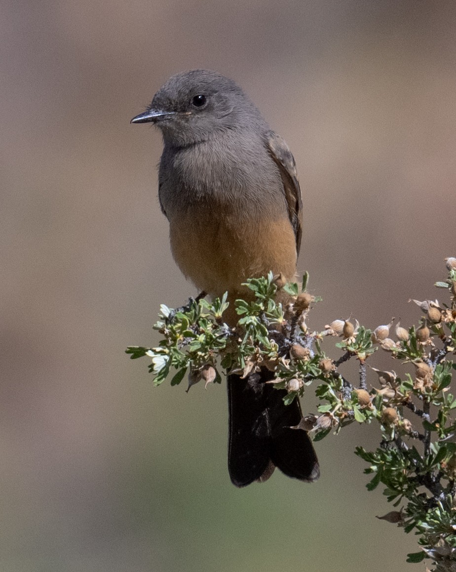 Say's Phoebe - ML659299652