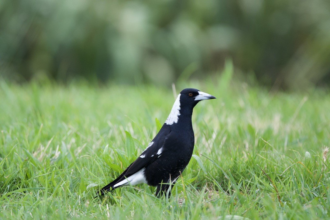 Australian Magpie - ML659299978