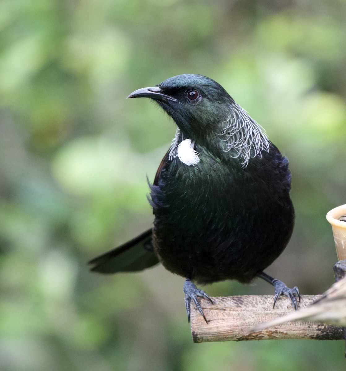 Tui - ML659299996