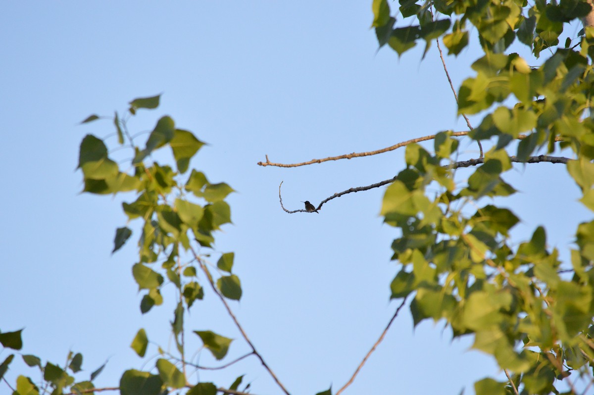 Ruby-throated Hummingbird - ML659300012