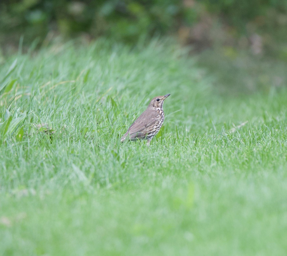 Song Thrush - ML659300013