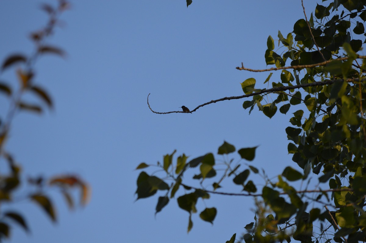 Ruby-throated Hummingbird - ML659300015