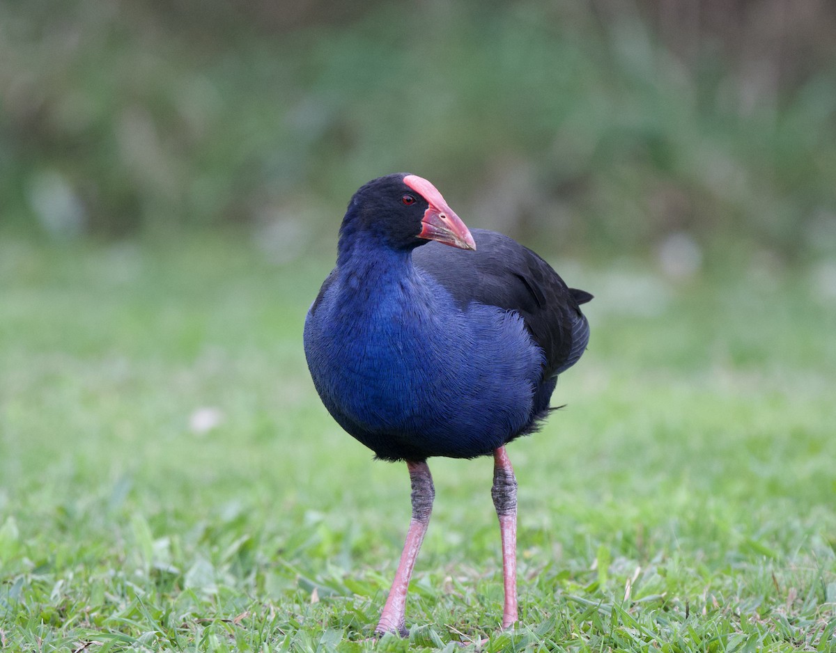 Australasian Swamphen - ML659300027