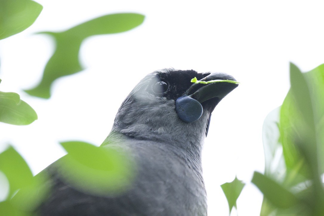 North Island Kokako - ML659300043