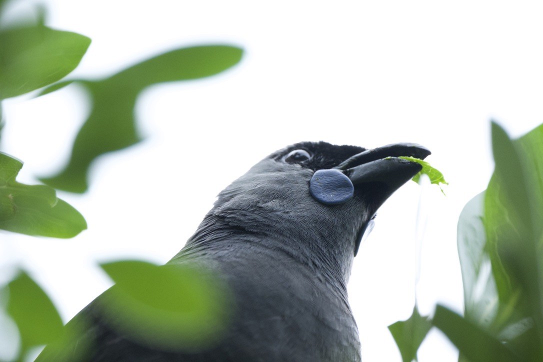 North Island Kokako - ML659300047