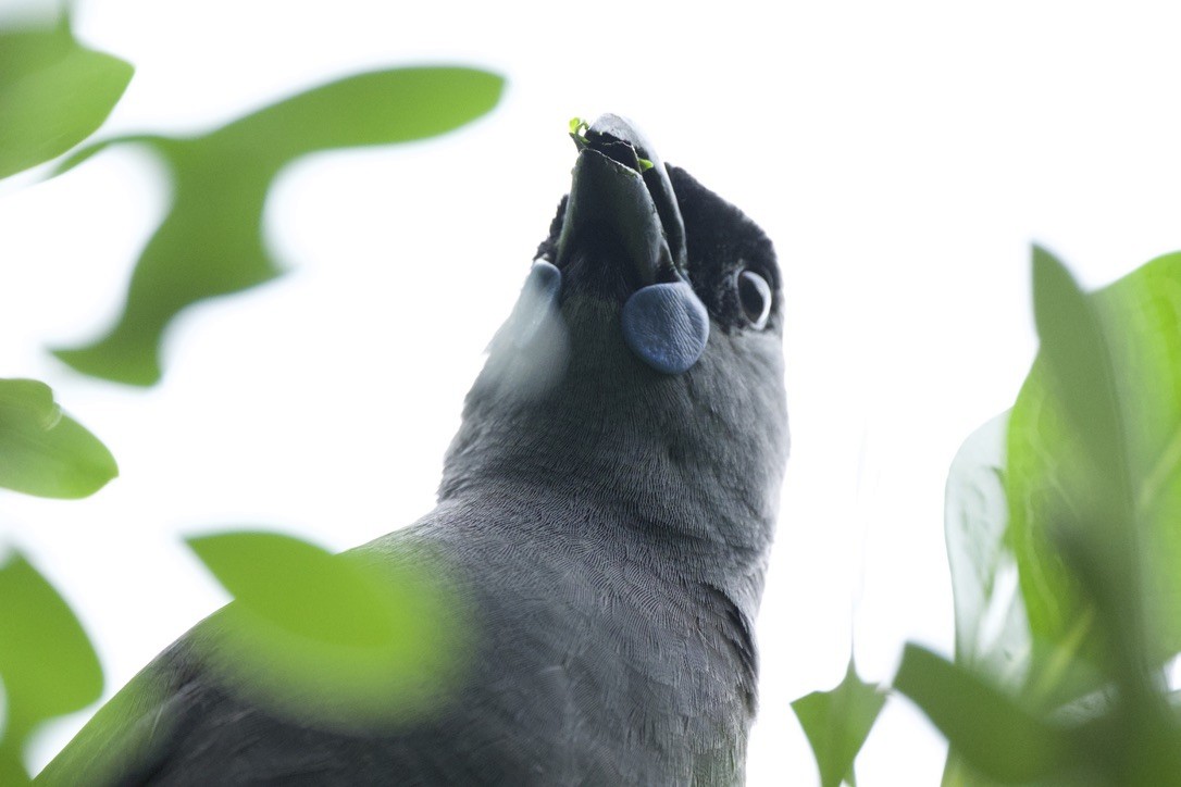 North Island Kokako - ML659300049