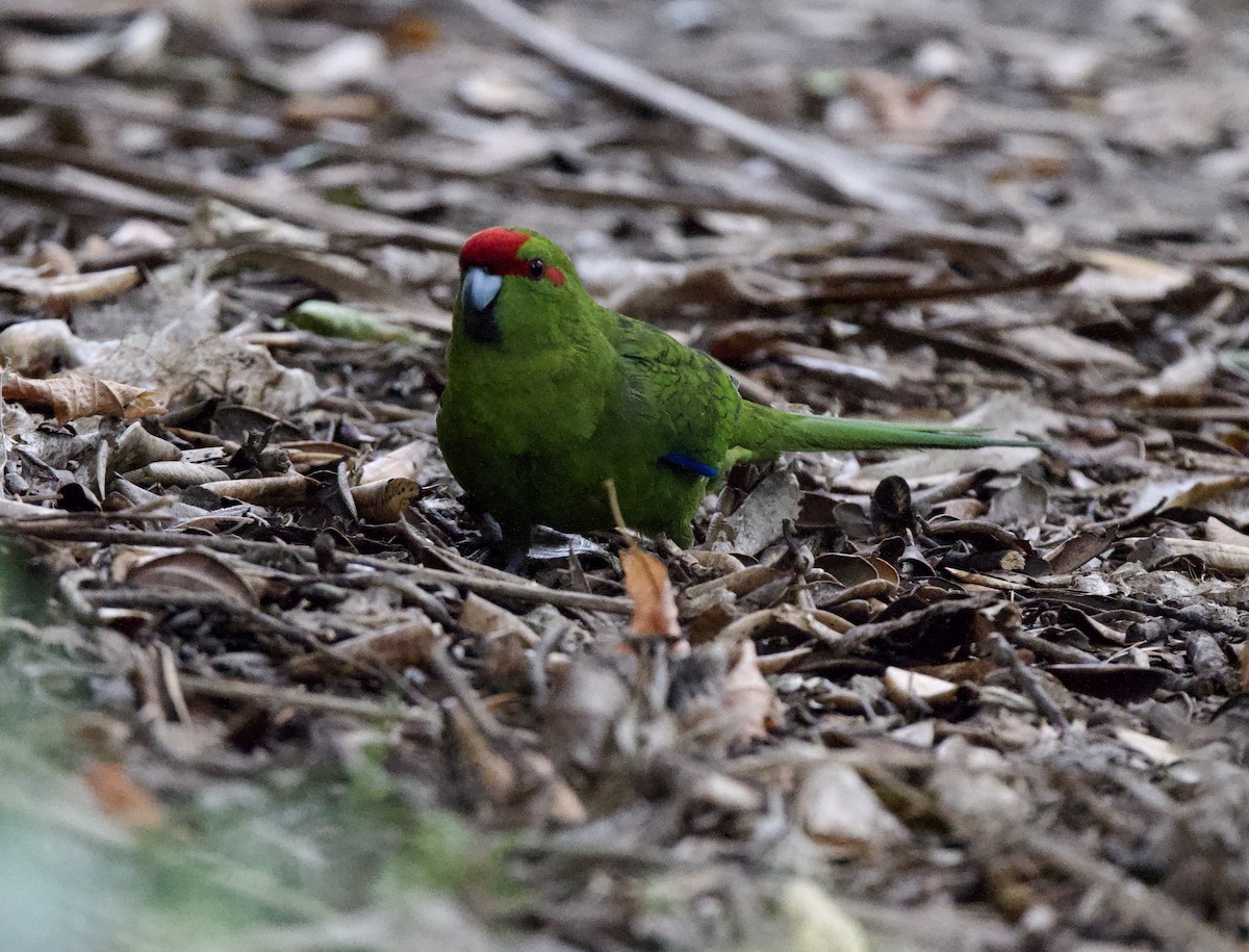 Red-crowned Parakeet - ML659300064