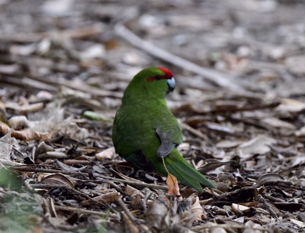 Red-crowned Parakeet - ML659300066