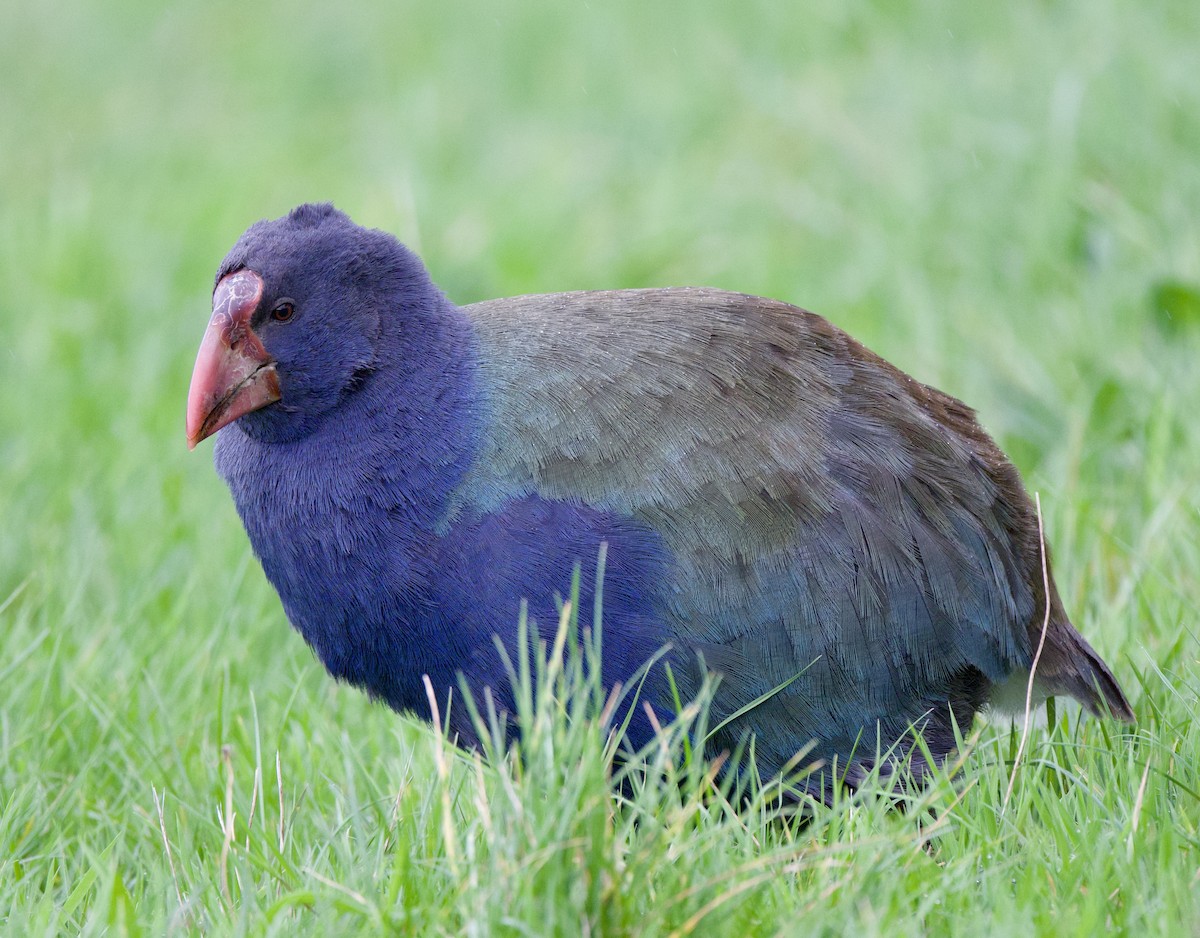 South Island Takahe - ML659300087