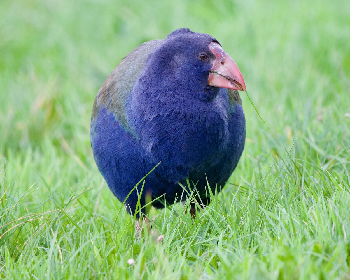 South Island Takahe - ML659300091