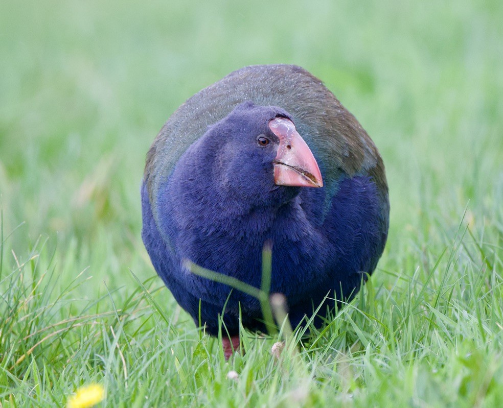 South Island Takahe - ML659300096