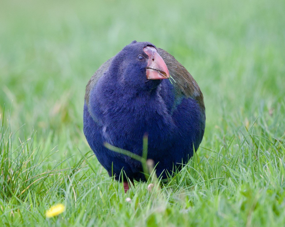 South Island Takahe - ML659300100