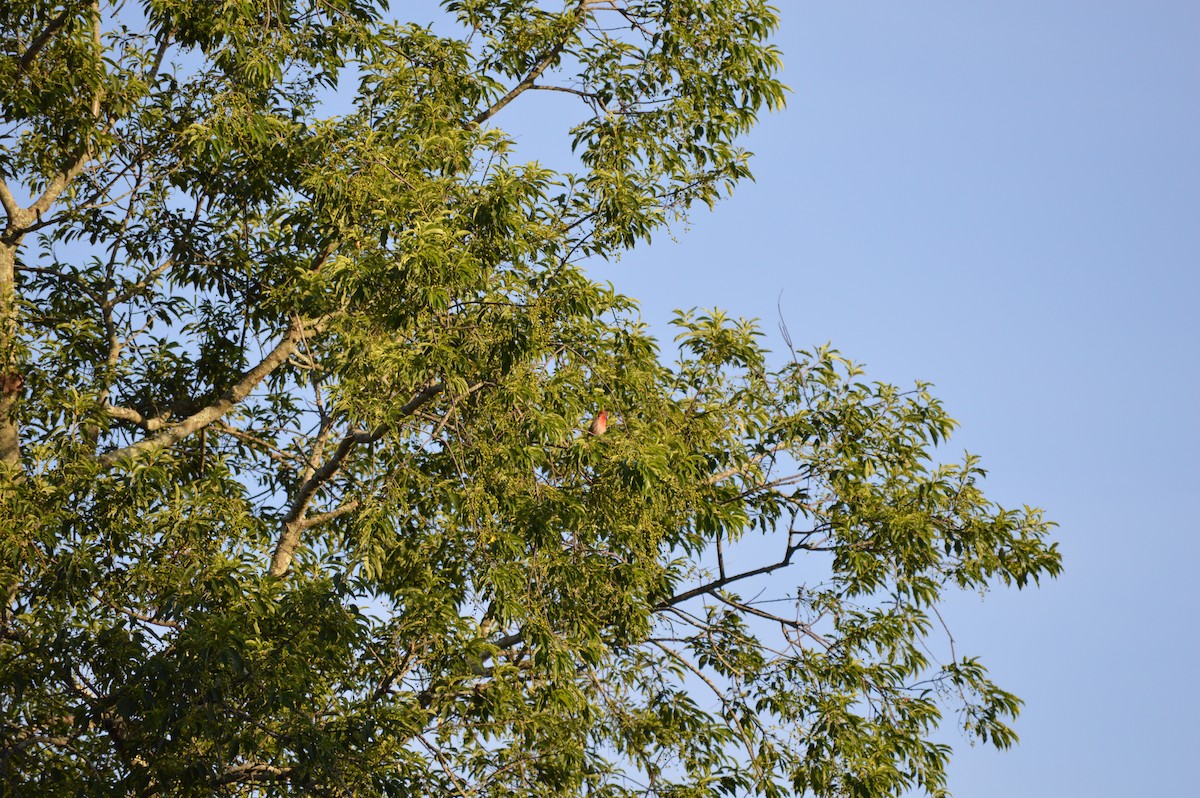 House Finch - ML659300252