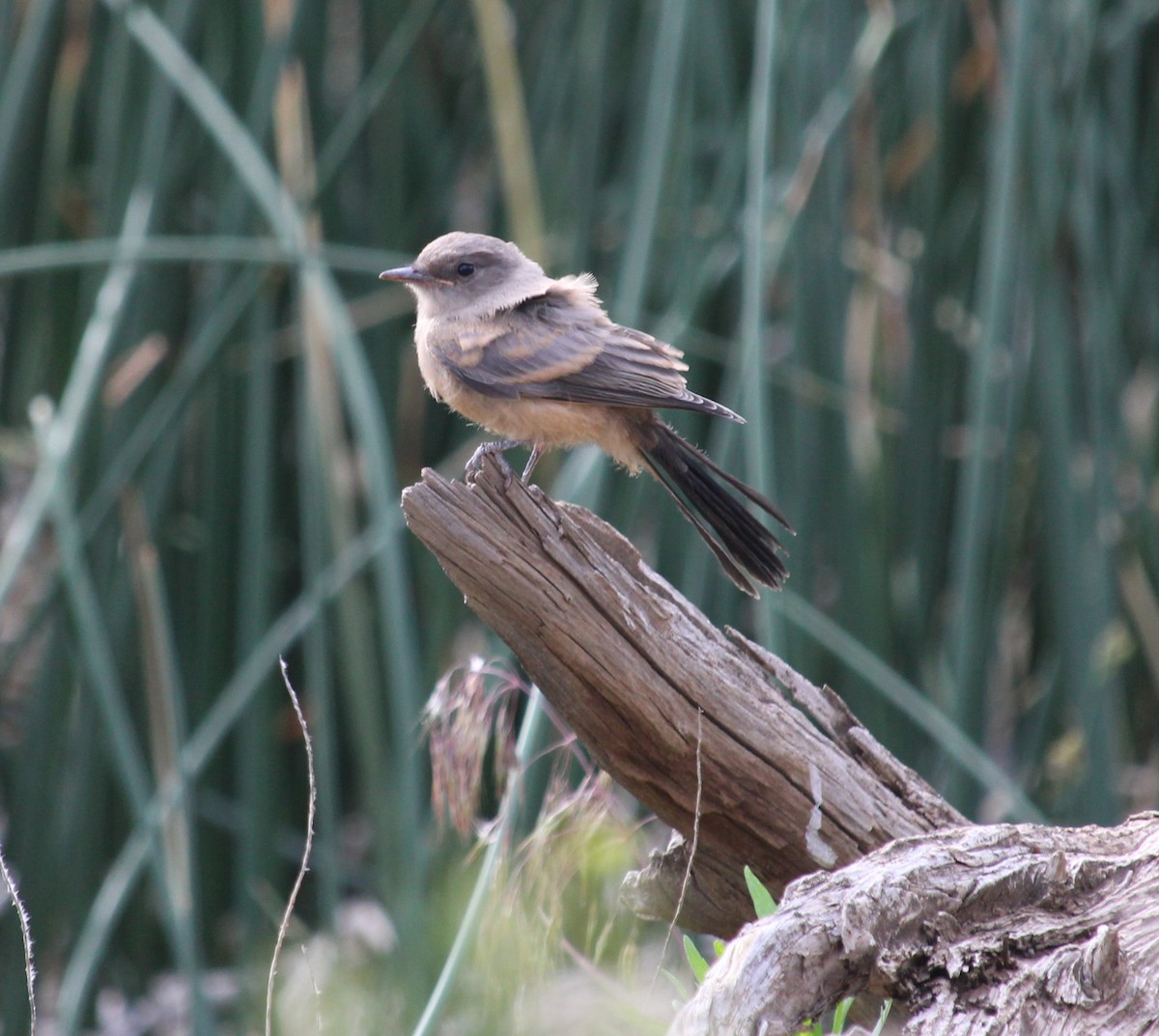 Say's Phoebe - ML659300527