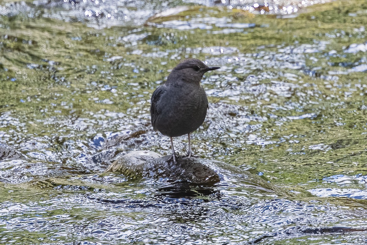 American Dipper - ML659301097