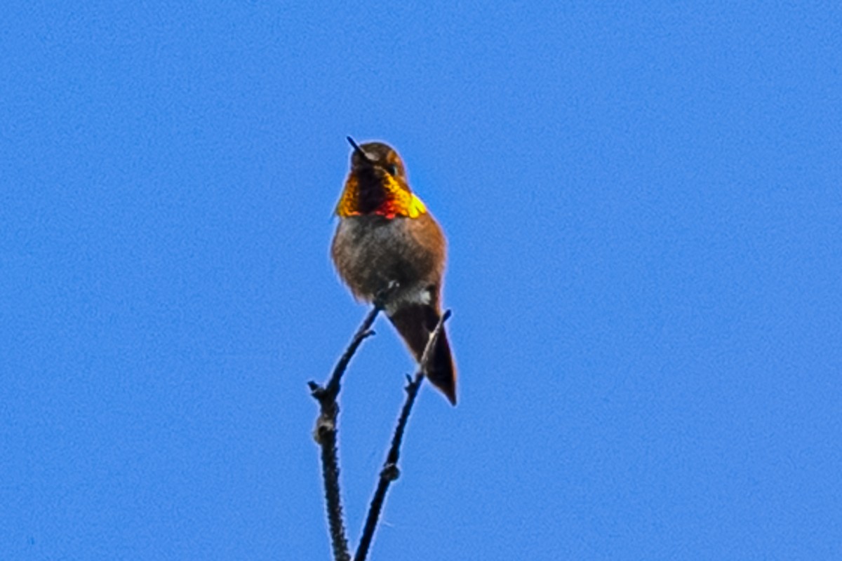 Rufous Hummingbird - ML659301110