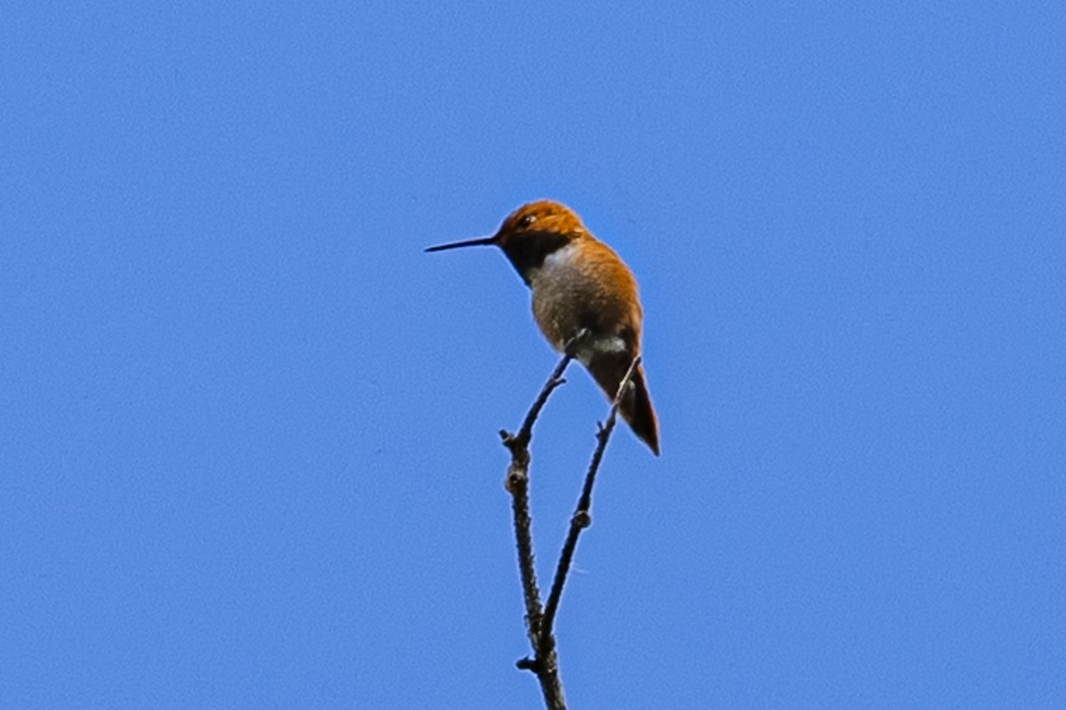 Rufous Hummingbird - ML659301111