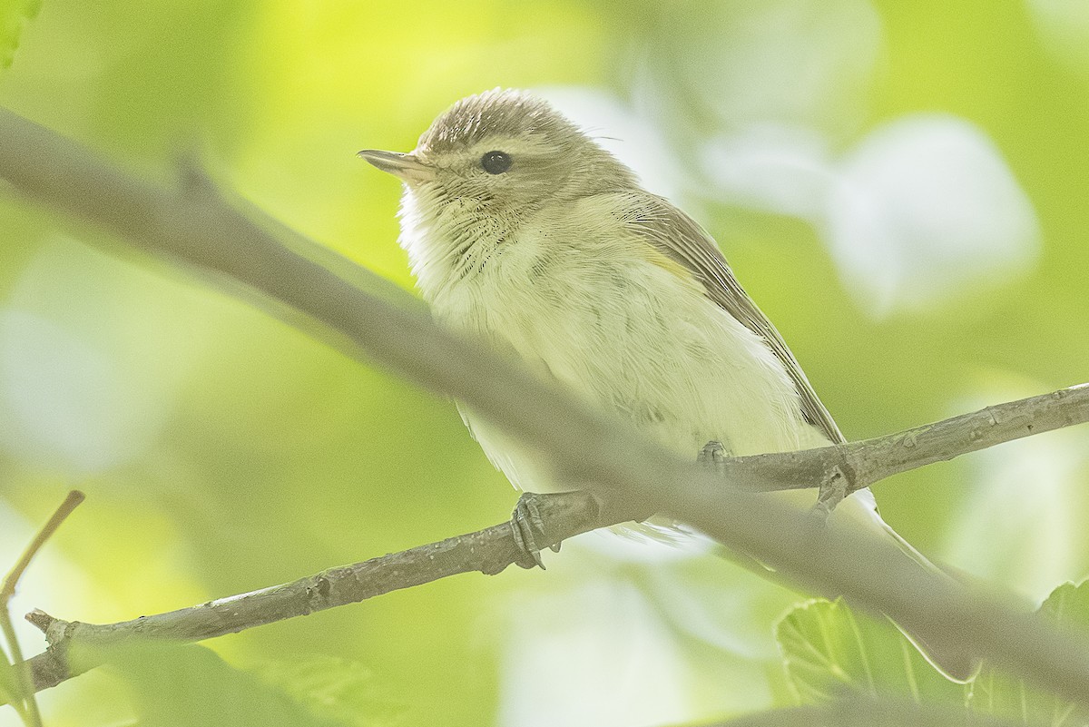 Western Warbling Vireo - ML659301144
