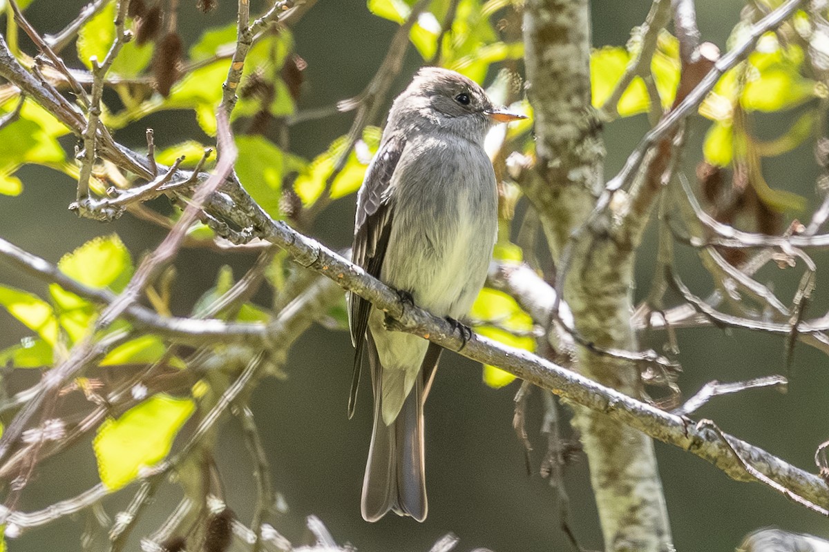 Western Wood-Pewee - ML659301147