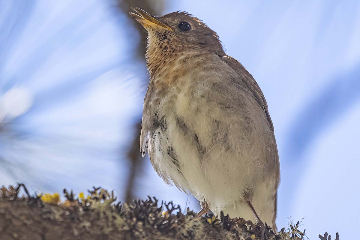 Veery - ML659301159