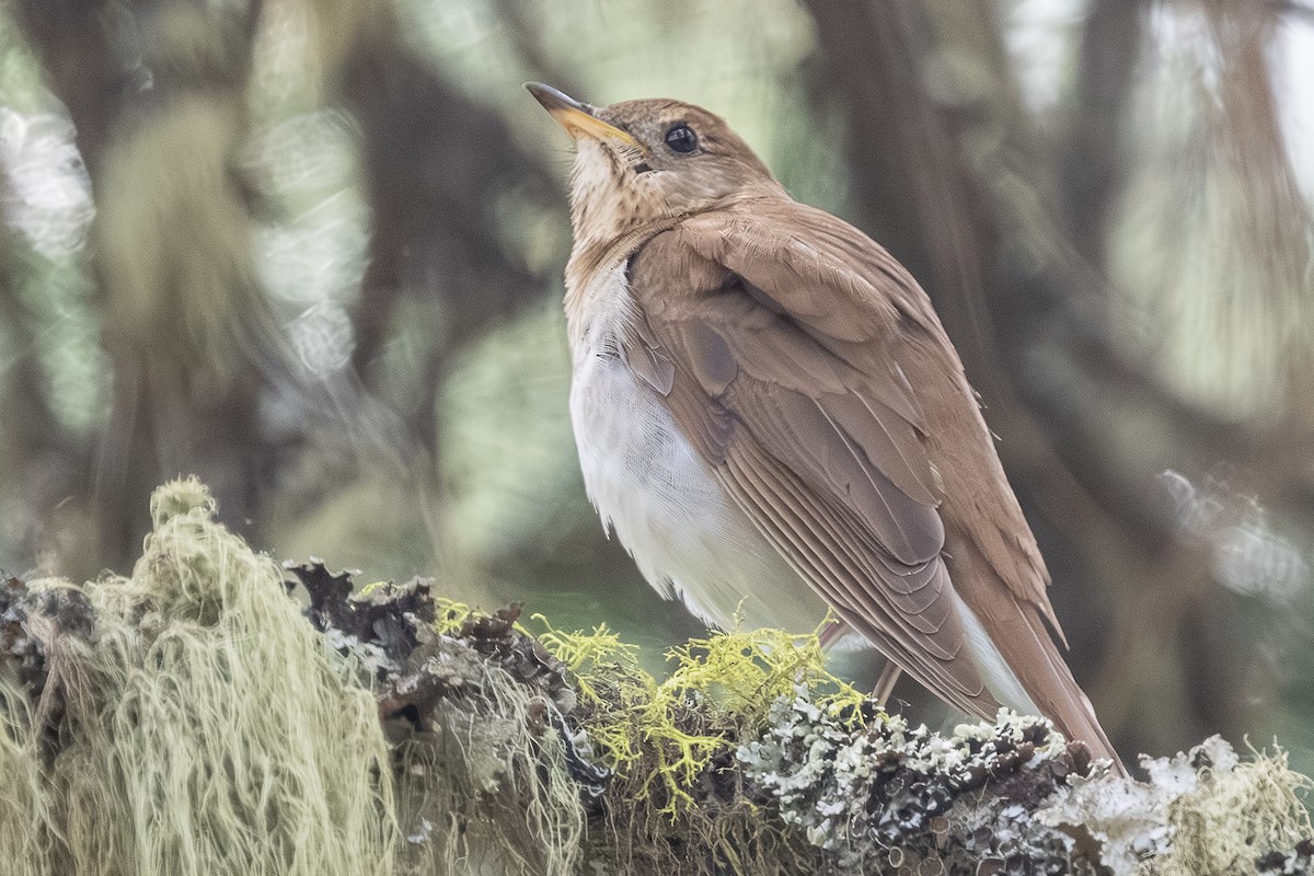 Veery - ML659301178