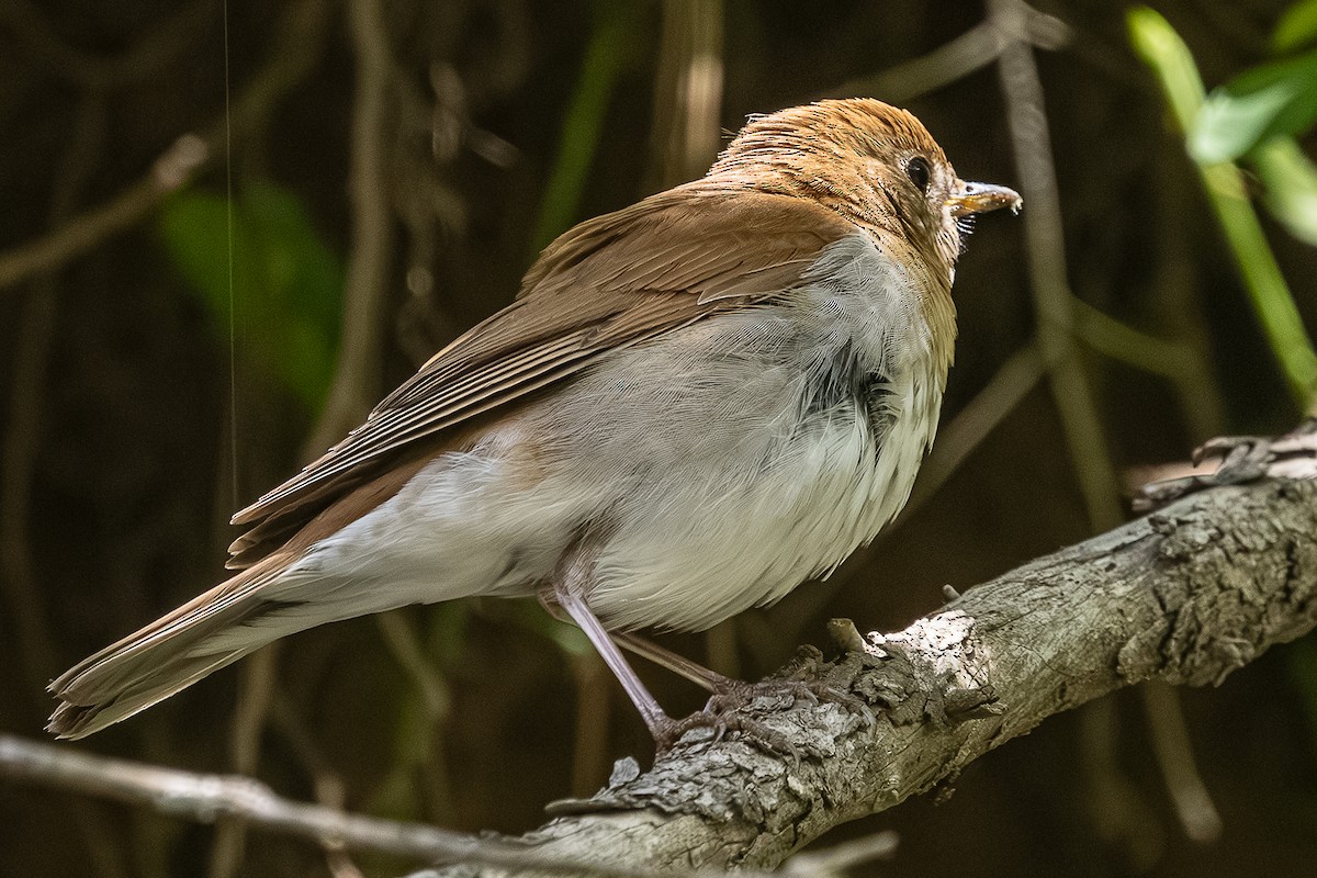Veery - ML659301186